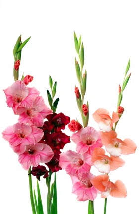 pot with flowers and accessories