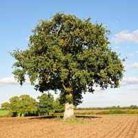 oak tree