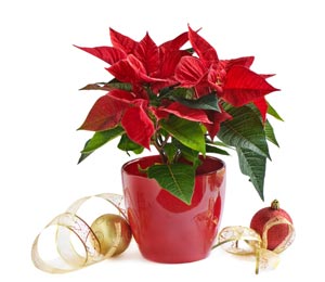 poinsettia flower